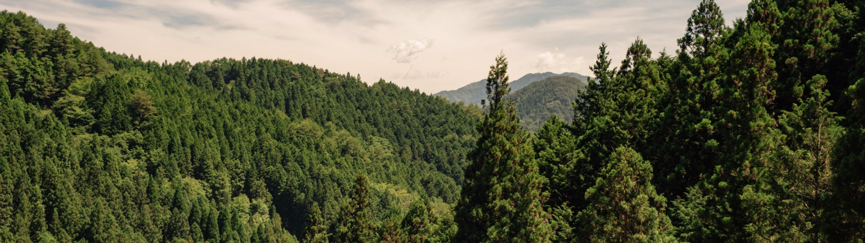 根羽村森林風景