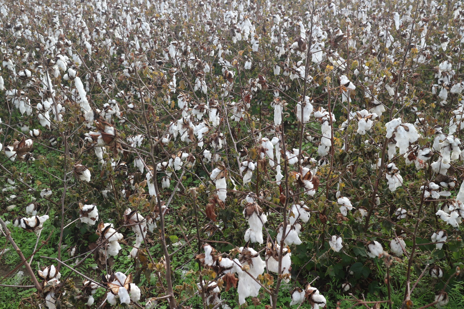 アメリカ　綿畑