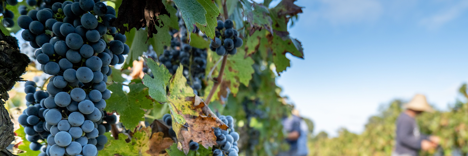 木の糸葡萄染め